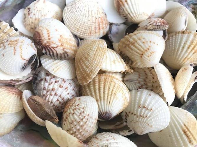 130 Craft Brown and White Cockles 500 grammes