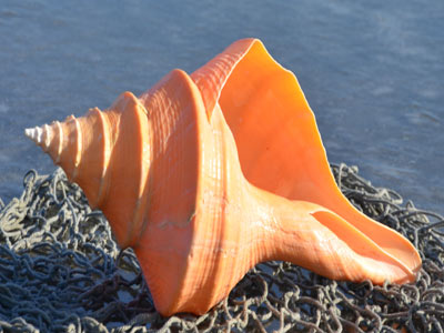 Syrinx Auranus (Australian Trumpet Sea Shell)