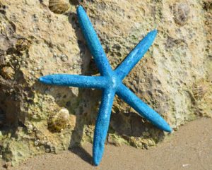 Pointer Starfish