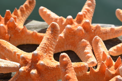 Knobbly starfish