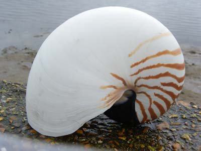 Nautilus Shell - Natural