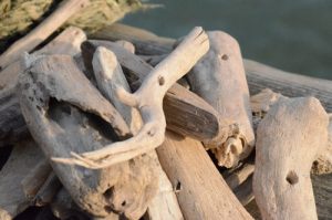 Beach Driftwood Pieces