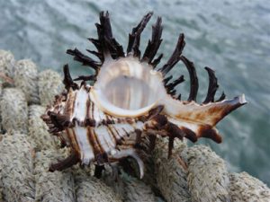 Longspine Murex Indivia Seashells