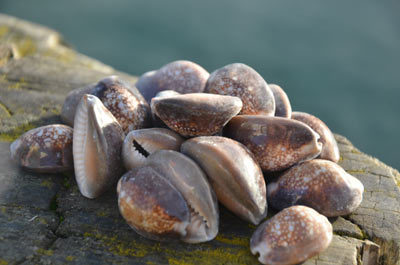 Mini Cowrie Seashells