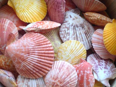Pectin Scallop Shells