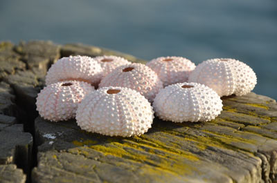 Pink Sea Urchins