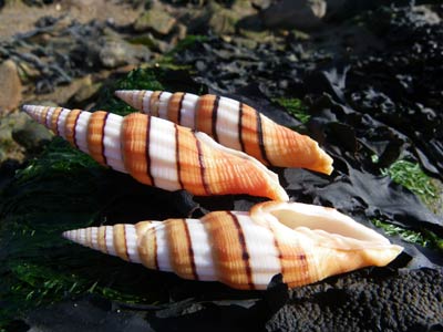 Mitre Regina Seashells