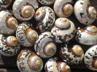 Turbo Sarmaticus Seashell