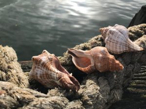 Foxhead Seashells