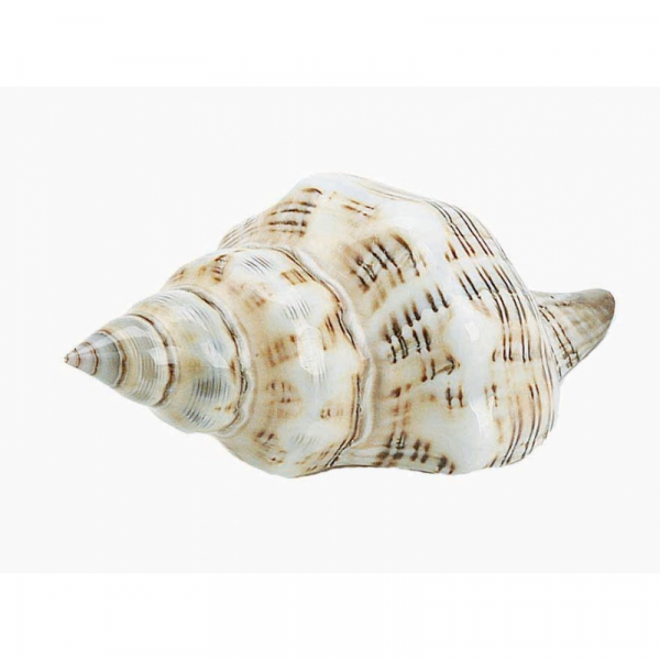 Foxhead Seashell