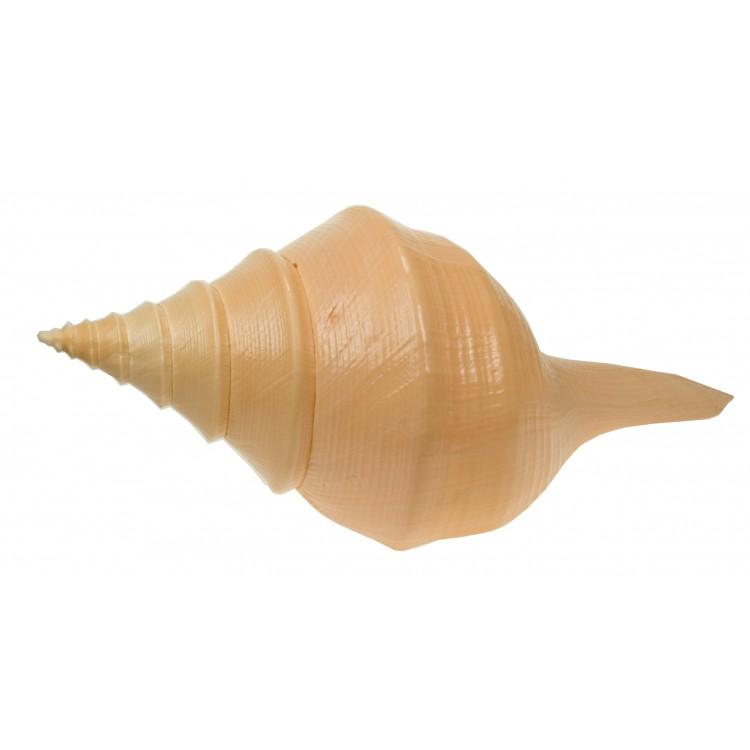 Large Australian Trumpet Seashell  50 to 55 cms