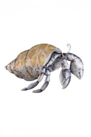 Horace the Hermit Crab Wall Art