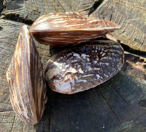 600 Shells Black and White Paired Frog Mussel Shells – Dorset Gifts – Nautical ...
