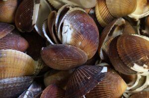 Medium Brown Cockles (pack of 20)
