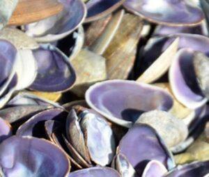 Cay Cay Purple Clam Shells