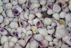 Cebu Beauty Shells (pack of 20)