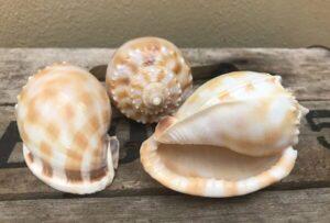 3 Checkered Bonnet SeaShells