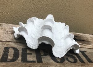 Resin Clam Shell in White
