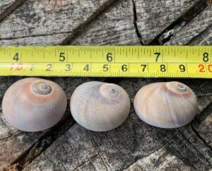 craft shells