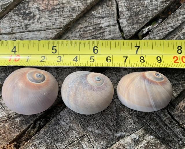 craft shells