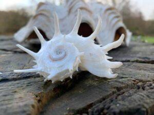 Pearlised Imperial Delphinula Seashell