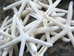 Flat White Pointer Starfish 10 to 15cms