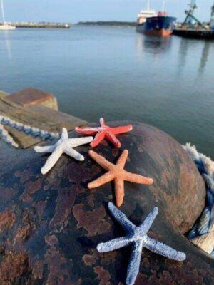 Four Coloured Resin Starfish