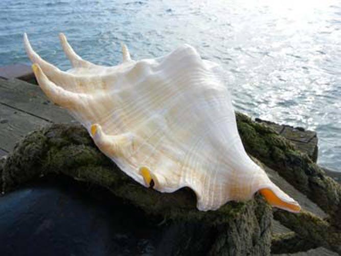 Giant Spider Conch - Large Seashell
