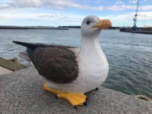 Huge Sitting Seagull