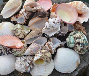 Large Beach Mix