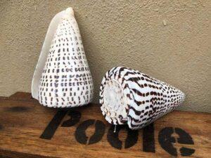 Leopard Cone Shell