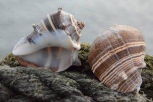 Dark Brown Melongena Shell