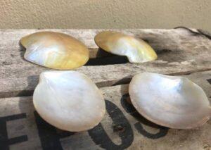 Mother of Pearl Polished Lip Shell