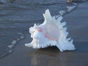 Murex Ramosus Sea Shell 20 cms
