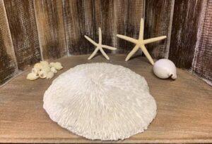 Mushroom Coral in Resin