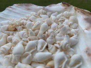 White Nassa Shells