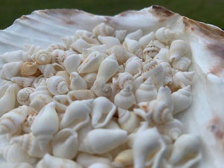 White Nassa Shells