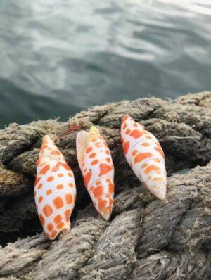 Orange Mitre Shells x 3