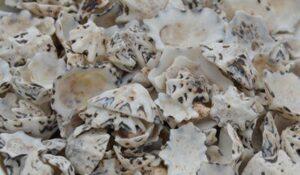 Patella Sacharina Shells