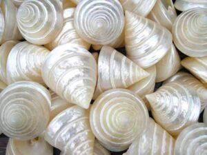 Pearlised Troca Shell - 6 cms long