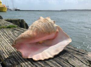 Bahamas Natural Pink Queen Conch