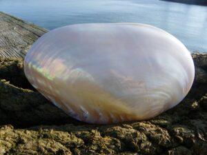 Polished River Mussel Shell