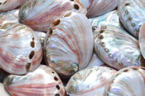 Polished Red Abalone Shells  7.5 cms - RARE NOW