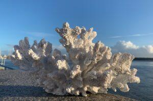 Resin Brush Coral - DG7696L - Faux Coral