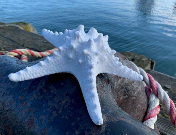 Large Resin Knobbly Starfish