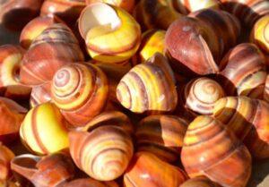 Round Striped Land Snails (pack of 20)