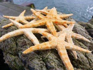 Small Rustic Starfish
