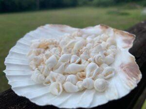 Scallop with White Seashells