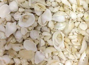 Sea Bleached Shells