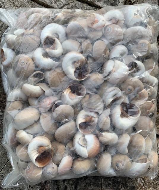 bag of seashells